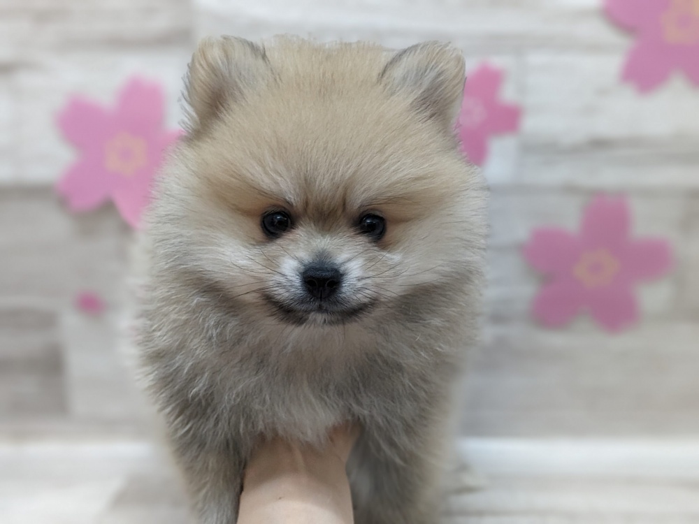 秋田県のハーフ犬 (アミーゴ横手店/2024年2月7日生まれ/男の子/オレンジ)の子犬