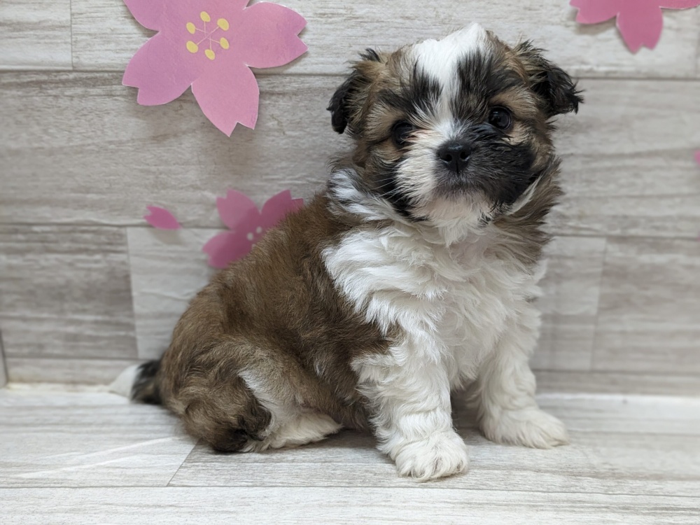 秋田県のハーフ犬 (アミーゴ横手店/2024年2月22日生まれ/男の子/ホワイトゴールド)の子犬