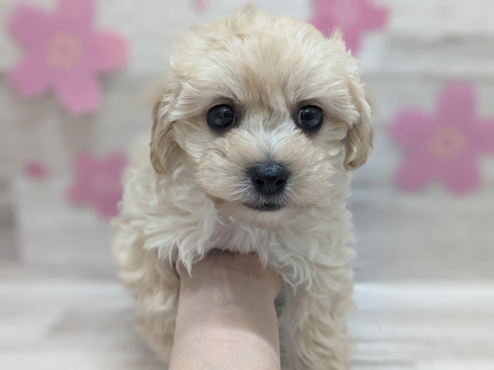 秋田県のハーフ犬 (アミーゴ横手店/2024年2月20日生まれ/男の子/クリーム)の子犬