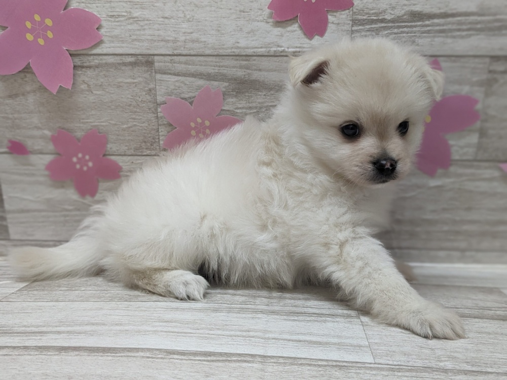 秋田県のハーフ犬 (アミーゴ横手店/2024年2月15日生まれ/男の子/クリーム)の子犬