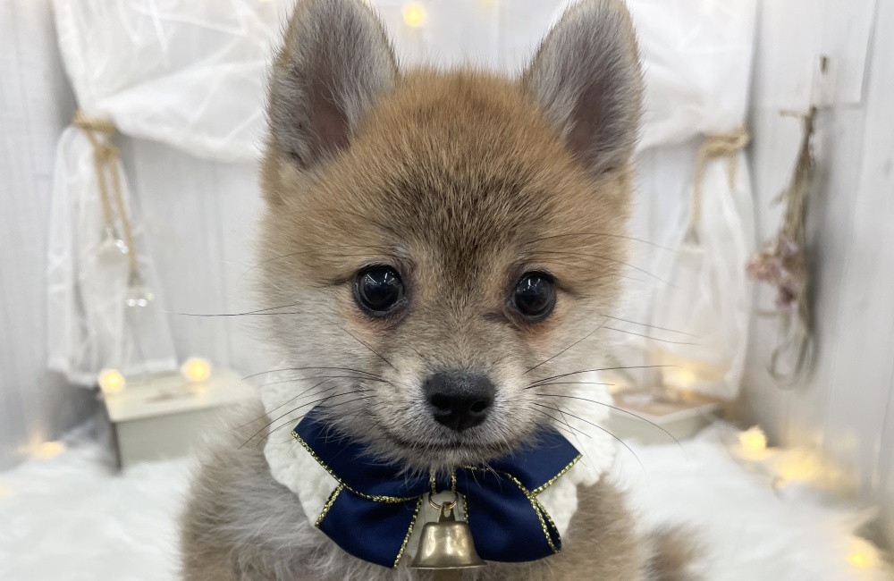 香川県のハーフ犬 (アミーゴ屋島店/2024年2月20日生まれ/女の子)の子犬