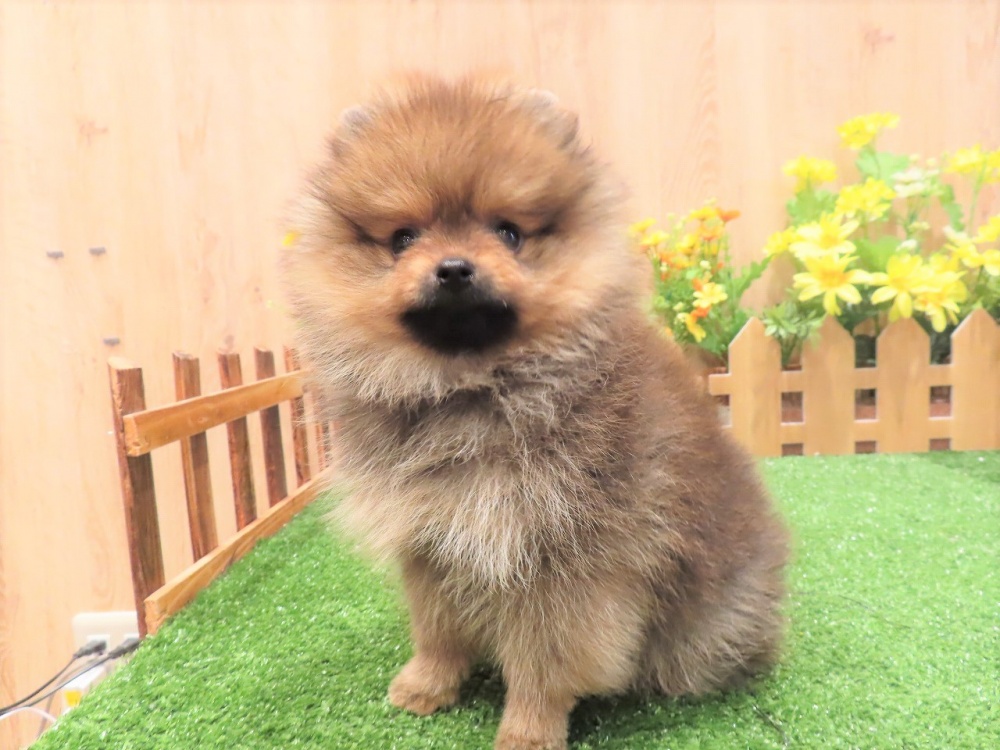 兵庫県のポメラニアン (アミーゴ伊丹店/2024年3月5日生まれ/女の子/オレンジセーブル)の子犬