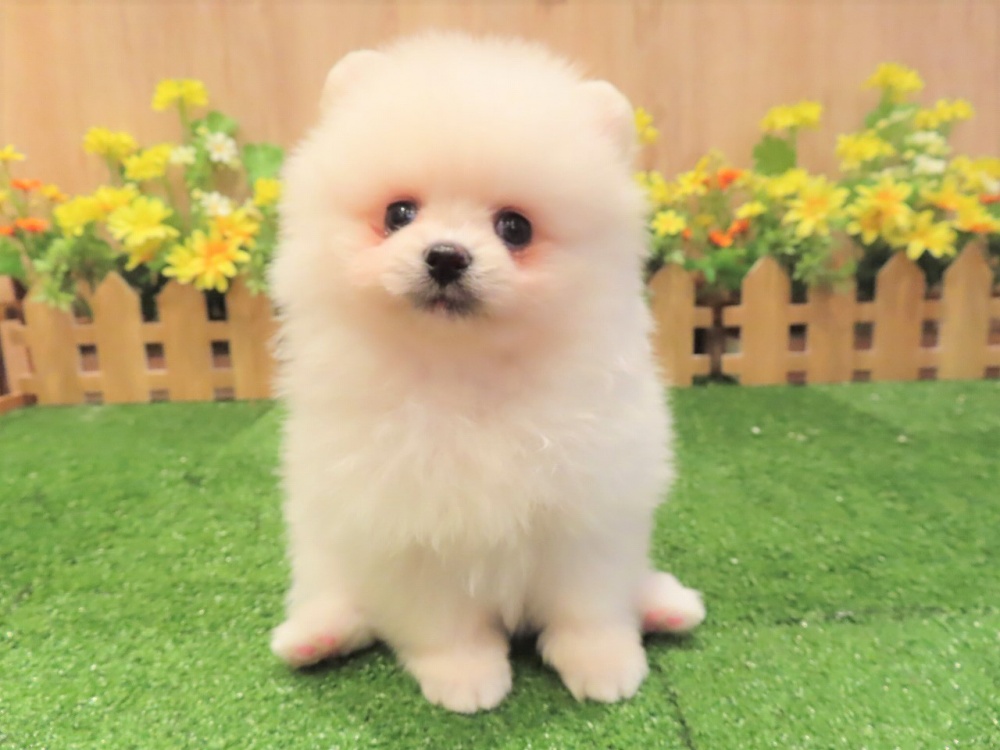 兵庫県のポメラニアン (アミーゴ伊丹店/2024年3月6日生まれ/女の子/クリーム)の子犬