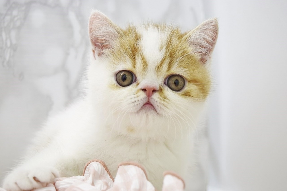 広島県のエキゾチックショートヘアー (アミーゴ宇品店/2024年2月28日生まれ/男の子/レッドタビーホワイト)の子猫