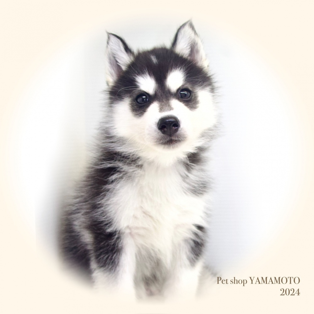 岡山県のシベリアンハスキー (アミーゴ大安寺店/2024年2月25日生まれ/男の子/ブラックホワイト)の子犬