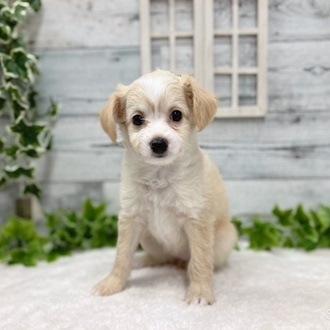 石川県のハーフ犬 (アミーゴ金沢おこばた店/2024年3月6日生まれ/女の子/クリームホワイト)の子犬