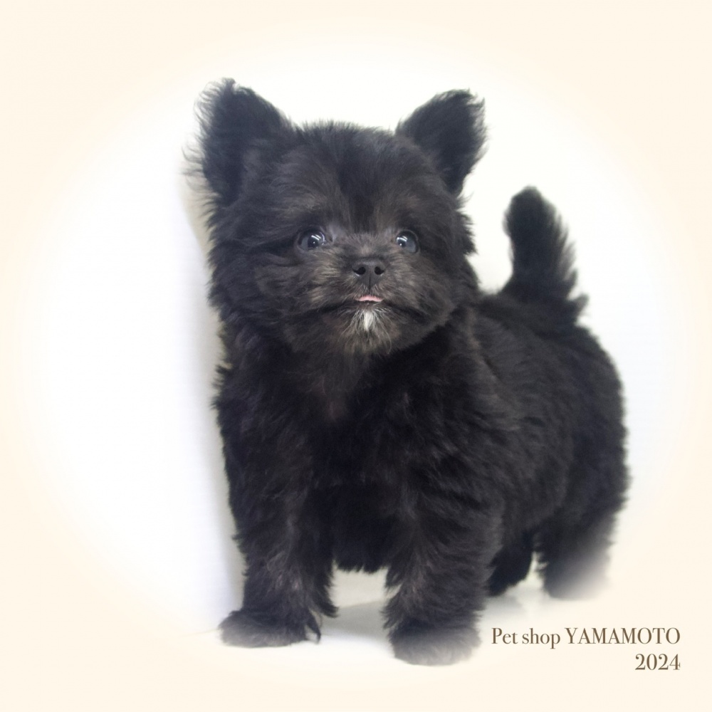 岡山県のハーフ犬 (アミーゴ大安寺店/2024年3月9日生まれ/男の子/ブラック（チワワＬ×トイ・プードル）)の子犬