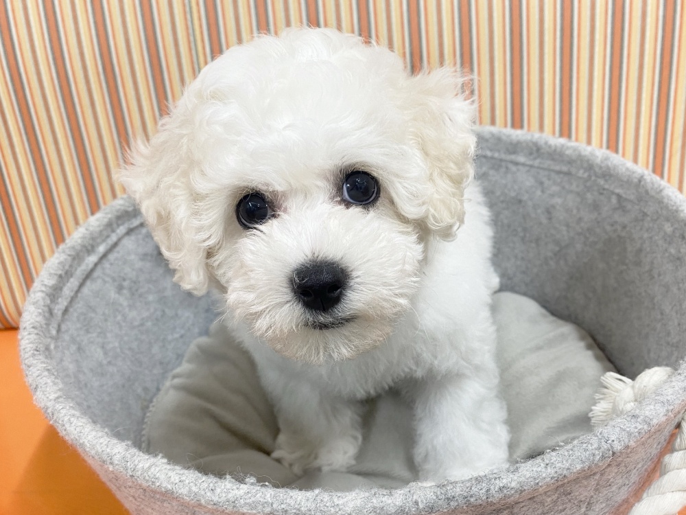 広島県のビションフリーゼ (アミーゴ西条店/2024年2月27日生まれ/女の子/ホワイト)の子犬