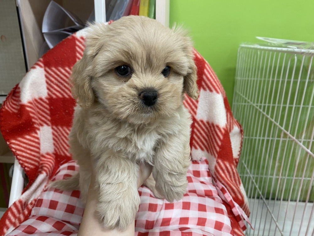 岩手県のハーフ犬 (アミーゴ一関店/2024年2月26日生まれ/女の子/アプリコット)の子犬