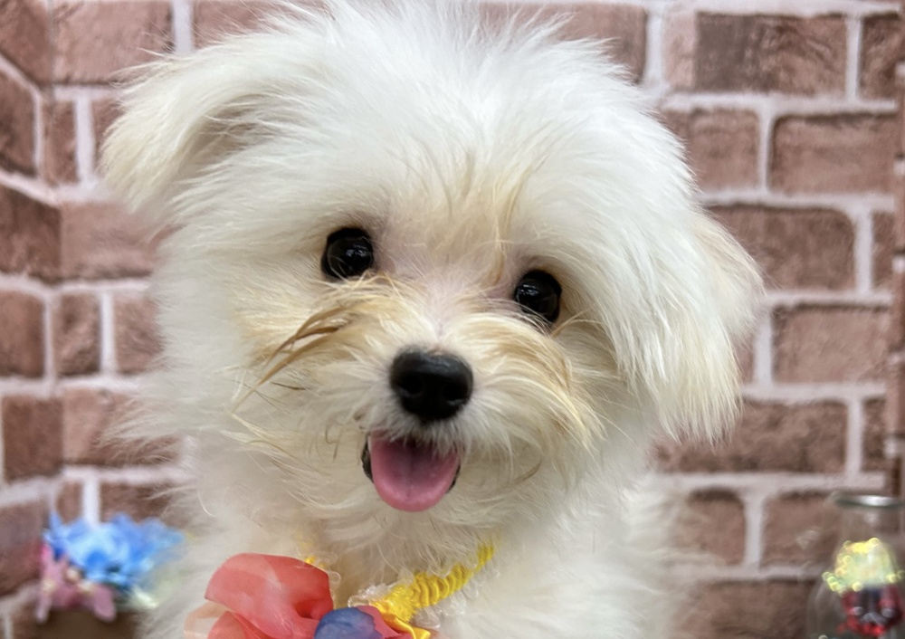 香川県のハーフ犬 (アミーゴ高松店/2023年10月26日生まれ/女の子/クリーム)の子犬