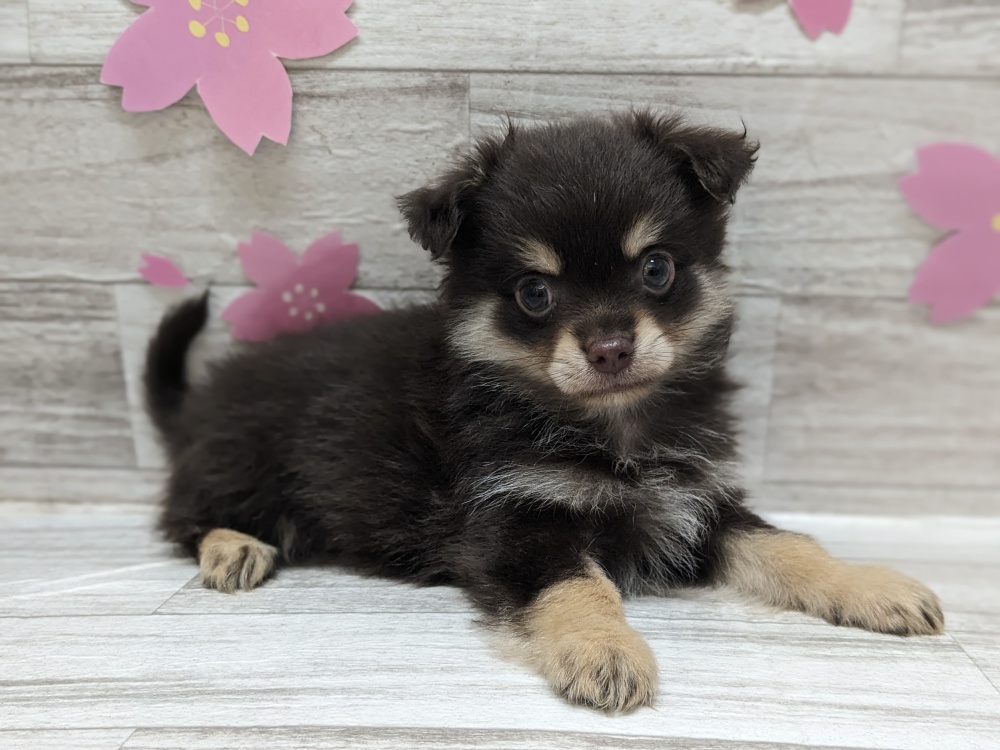 宮城県のハーフ犬 (アミーゴ多賀城店/2024年2月15日生まれ/男の子/チョコレートタン)の子犬
