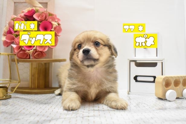 大阪府のハーフ犬 (アミーゴ豊中服部店/2024年3月10日生まれ/男の子/シェーデットイエロー)の子犬