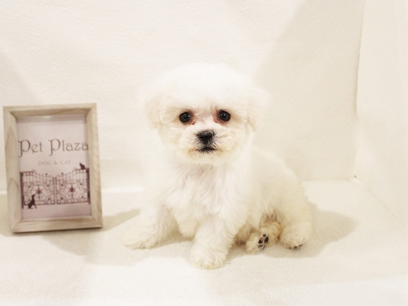 兵庫県のビションフリーゼ (アミーゴ神戸灘店/2024年3月12日生まれ/女の子/ホワイト)の子犬