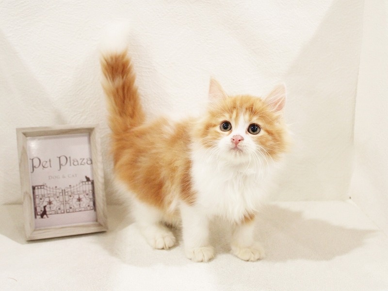 兵庫県のラガマフィン (アミーゴ神戸灘店/2024年2月26日生まれ/男の子/レッドタビーホワイト)の子猫