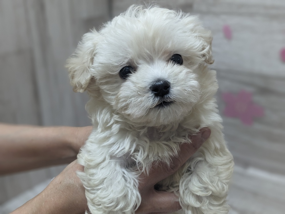 宮城県のハーフ犬 (アミーゴ多賀城店/2024年2月18日生まれ/男の子/ホワイトクリーム)の子犬