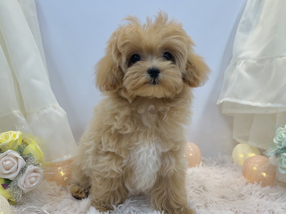 兵庫県のハーフ犬 (アミーゴ姫路飾磨店/2024年1月11日生まれ/女の子/アプリコット)の子犬