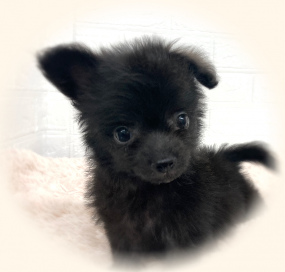 岡山県のハーフ犬 (アミーゴ津山店/2024年3月9日生まれ/男の子/ブラック)の子犬