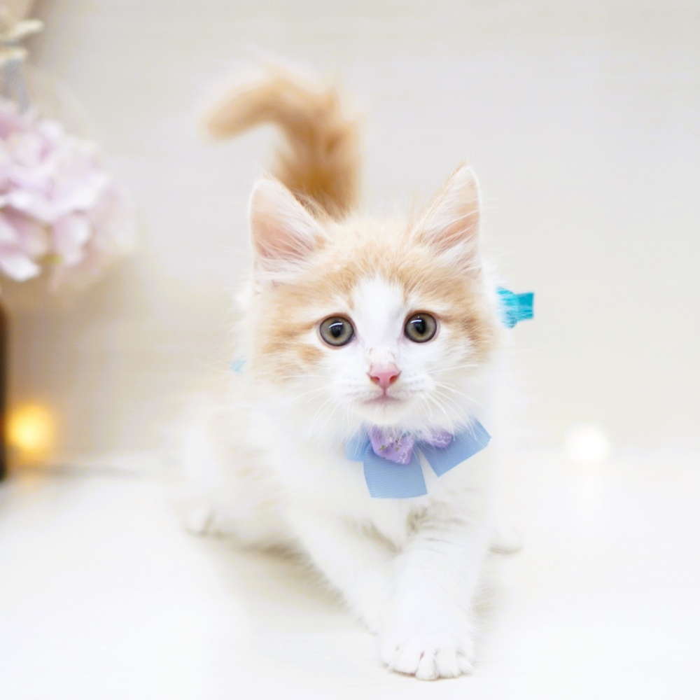 富山県のノルウェージャンフォレストキャット (アミーゴ富山山室店/2024年3月5日生まれ/男の子/レッドタビーホワイト)の子猫