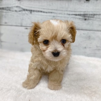 石川県のハーフ犬 (アミーゴ金沢おこばた店/2024年3月11日生まれ/男の子/クリームホワイト)の子犬