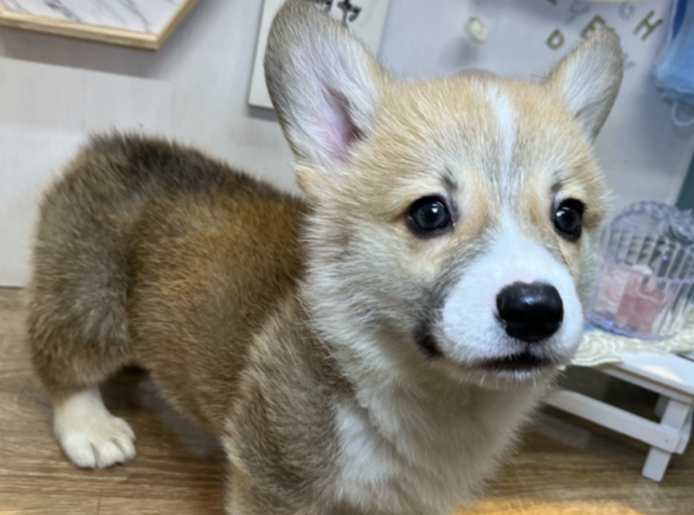 高知県のウェルシュコーギーペンブローク (アミーゴ高知店/2024年3月4日生まれ/男の子/レッドホワイト)の子犬