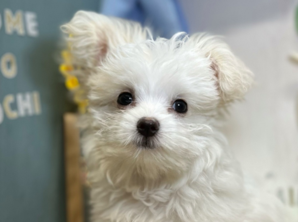 高知県のハーフ犬 (アミーゴ高知店/2024年2月8日生まれ/女の子/ホワイト)の子犬