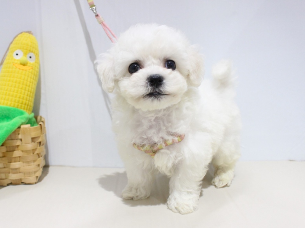 兵庫県のビションフリーゼ (アミーゴつかしん店/2024年3月12日生まれ/男の子/ホワイト)の子犬