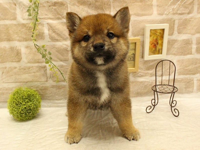 兵庫県の柴犬(標準サイズ) (アミーゴ加古川店/2024年3月10日生まれ/男の子/赤)の子犬