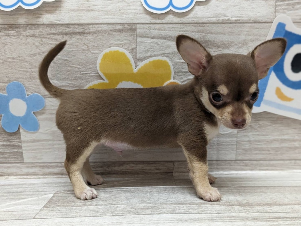 宮城県のハーフ犬 (アミーゴ多賀城店/2024年3月14日生まれ/男の子/チョコレートタン)の子犬