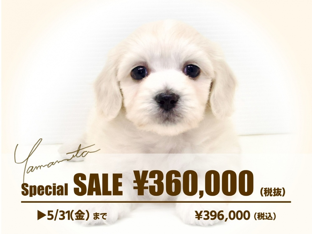 岡山県のハーフ犬 (アミーゴ大安寺店/2024年2月3日生まれ/女の子/ホワイト（マルチーズ×Mダックス）)の子犬
