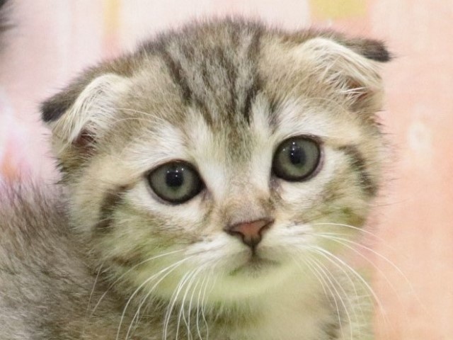 大阪府のスコティッシュフォールド (アミーゴ鳳店/2024年3月14日生まれ/女の子/ブラウンパッチドタビー)の子猫