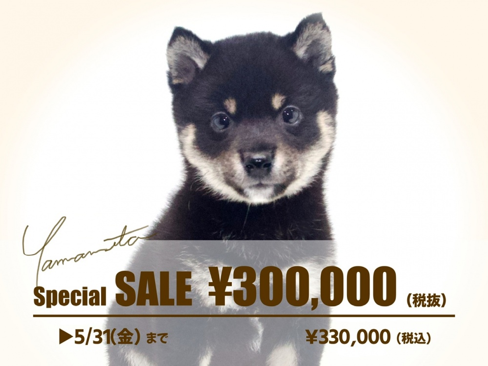岡山県の柴犬(標準サイズ) (アミーゴ大安寺店/2024年2月21日生まれ/男の子/黒)の子犬
