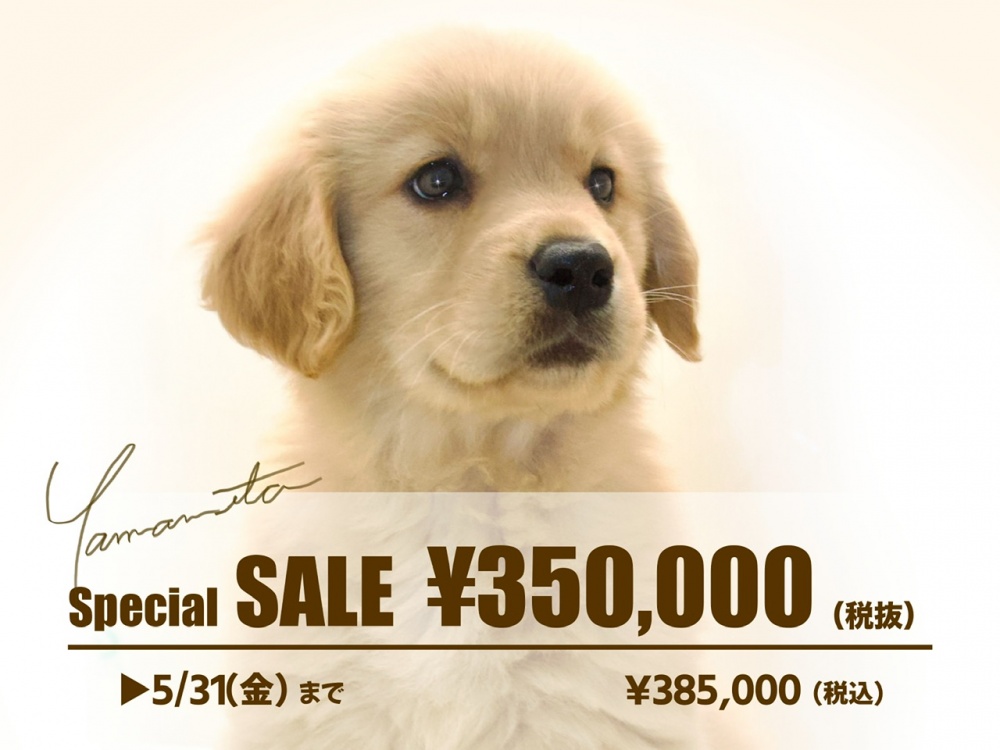 岡山県のゴールデンレトリバー (アミーゴ大安寺店/2024年2月22日生まれ/女の子/ゴールド)の子犬