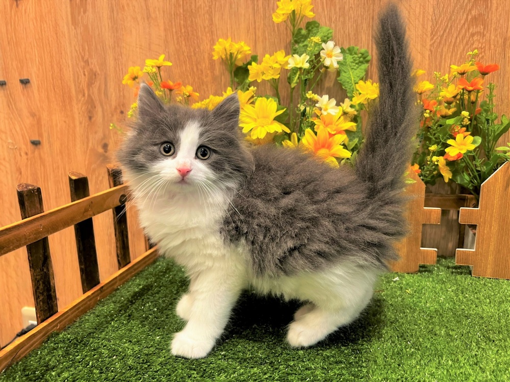 兵庫県のノルウェージャンフォレストキャット (アミーゴ伊丹店/2024年3月14日生まれ/男の子/ブルーホワイト)の子猫
