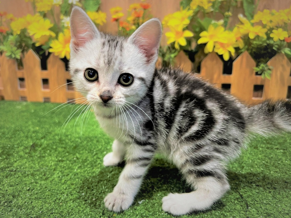 兵庫県のアメリカンショートヘアー (アミーゴ伊丹店/2024年3月13日生まれ/女の子/シルバータビー)の子猫