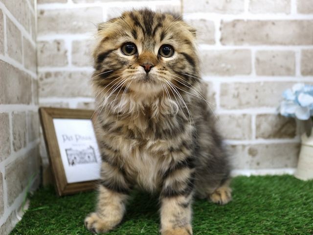兵庫県のスコティッシュフォールド (アミーゴ神戸西店/2024年2月18日生まれ/男の子/ブラウンタビー)の子猫