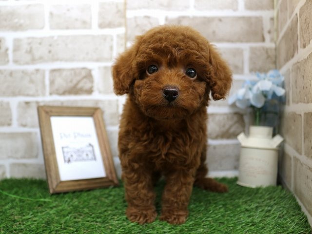 兵庫県のトイプードル(トイ) (アミーゴ神戸西店/2024年3月9日生まれ/男の子/レッド)の子犬