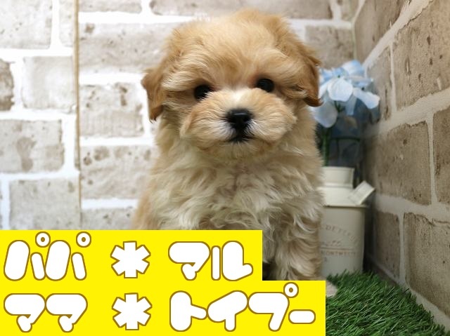 兵庫県のハーフ犬 (アミーゴ神戸西店/2024年3月12日生まれ/男の子/クリーム)の子犬