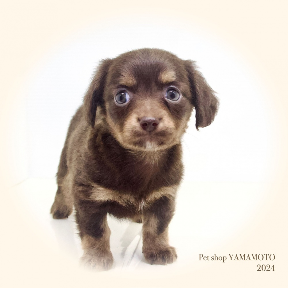 岡山県のハーフ犬 (アミーゴ大安寺店/2024年3月13日生まれ/女の子/チョコレートタン)の子犬