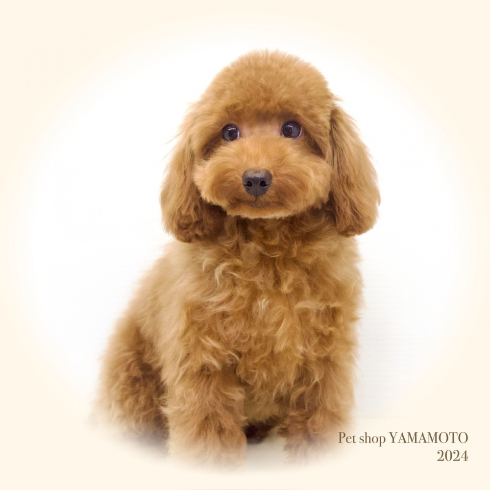 岡山県のトイプードル(トイ) (アミーゴ大安寺店/2023年11月2日生まれ/女の子/レッド)の子犬