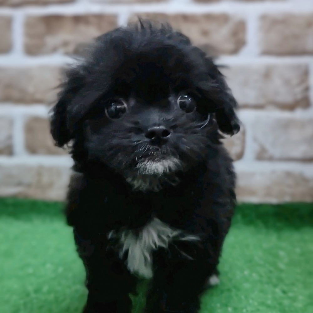 大阪府のハーフ犬 (アミーゴ高槻店/2024年3月10日生まれ/女の子/ブラック)の子犬