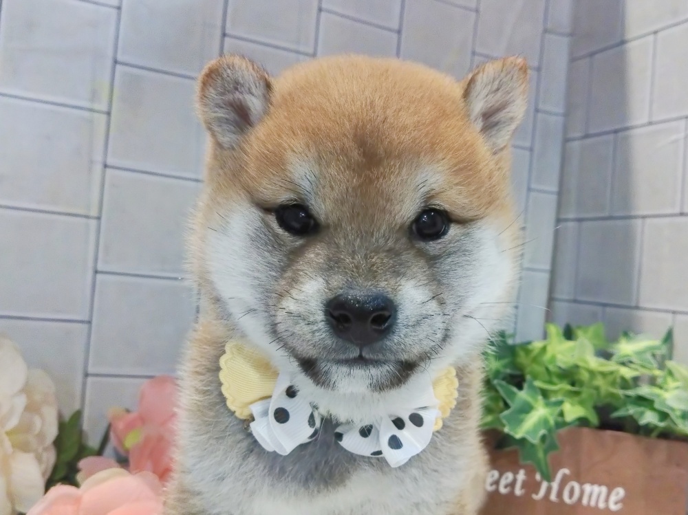 香川県の柴犬(標準サイズ) (アミーゴ丸亀店/2024年3月14日生まれ/女の子/赤)の子犬