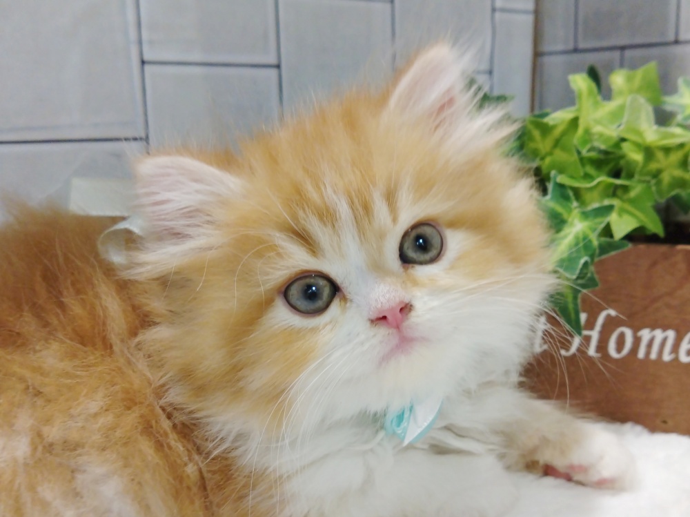 香川県のミヌエット (アミーゴ丸亀店/2024年3月14日生まれ/男の子/レッドタビーホワイト)の子猫