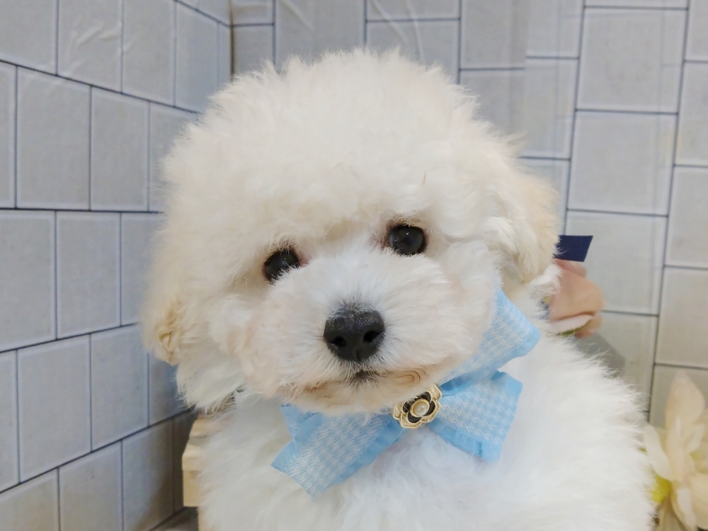 香川県のトイプードル(トイ) (アミーゴ丸亀店/2024年3月13日生まれ/男の子/ホワイト)の子犬