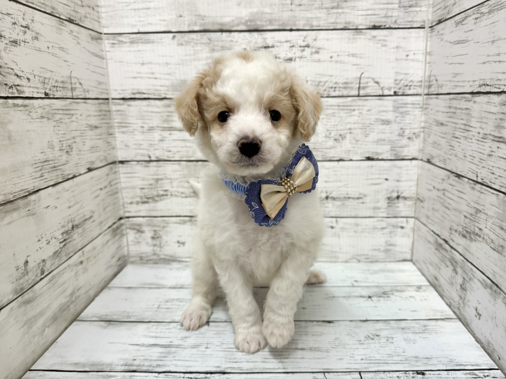 福島県のハーフ犬 (アミーゴいわき店/2024年3月10日生まれ/男の子/ホワイトクリーム)の子犬