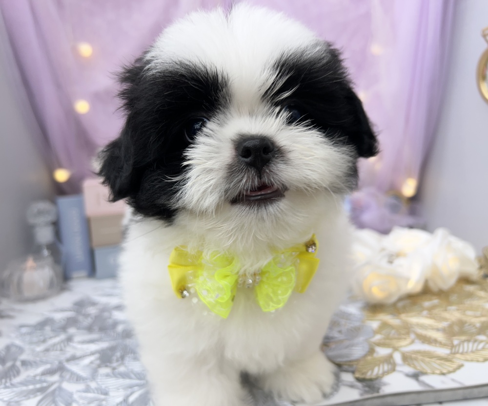 岡山県のハーフ犬 (アミーゴ高屋店/2024年2月22日生まれ/男の子/ホワイトブラック)の子犬