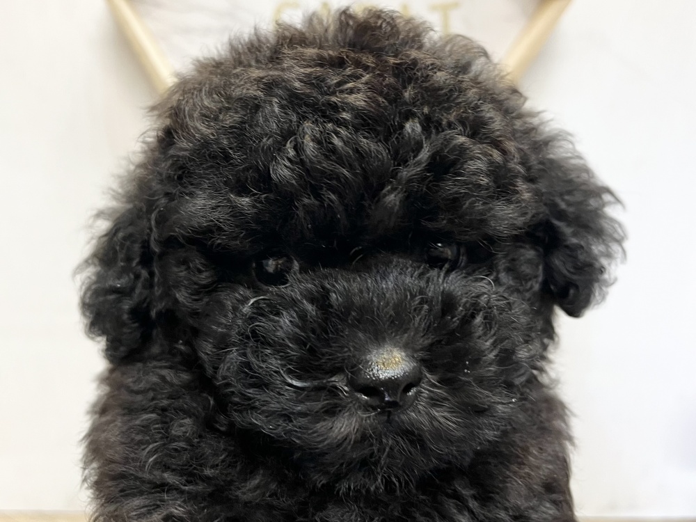 高知県のトイプードル(トイ) (アミーゴ高知店/2024年3月14日生まれ/男の子/ブラック)の子犬