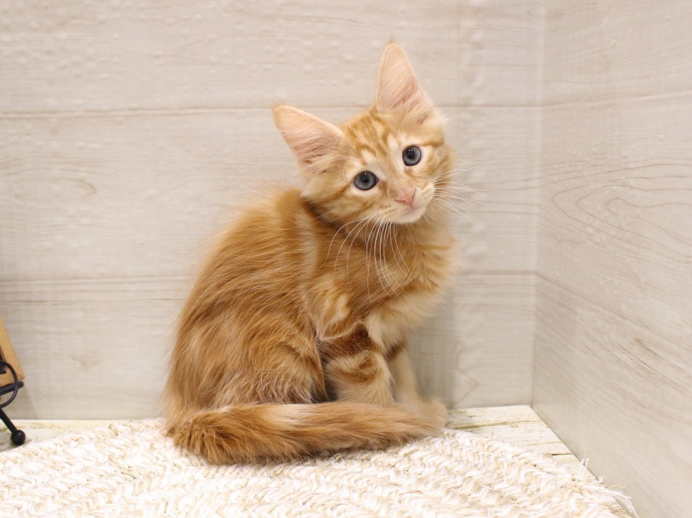 兵庫県のターキッシュアンゴラ (アミーゴつかしん店/2024年1月7日生まれ/男の子/レッドタビー)の子猫