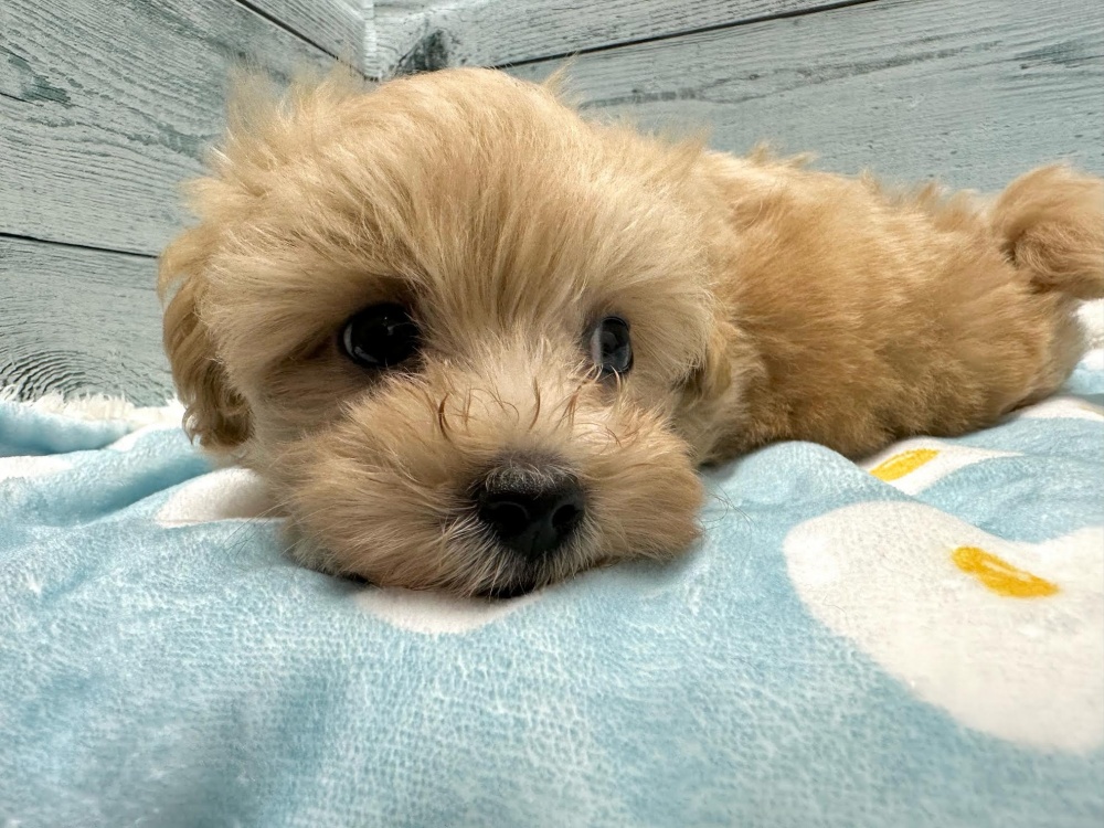 徳島県のハーフ犬 (アミーゴ北島店/2024年3月13日生まれ/男の子/アプリコット)の子犬