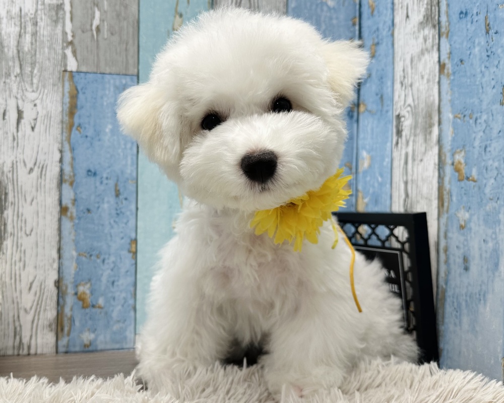 岡山県のビションフリーゼ (アミーゴ岡南店/2024年1月17日生まれ/男の子/ホワイト)の子犬