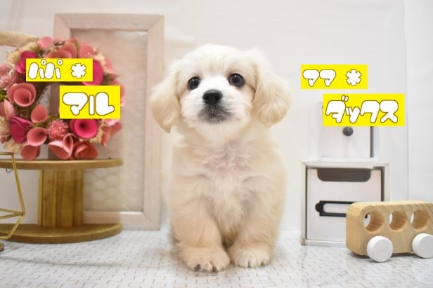 大阪府のハーフ犬 (アミーゴ豊中服部店/2024年3月19日生まれ/男の子/クリーム)の子犬